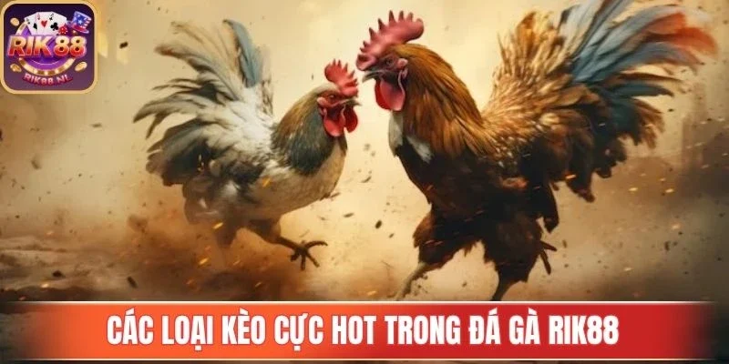 Các trận đá gà hấp dẫn tại Đá Gà Rik88