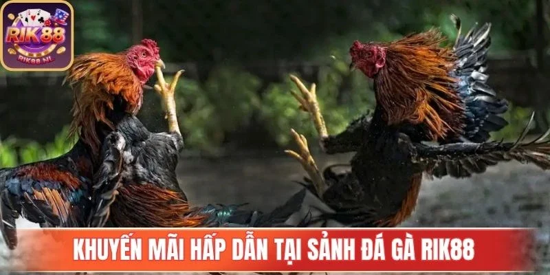 Đá Gà Rik88 cung cấp nhiều loại kèo phong phú
