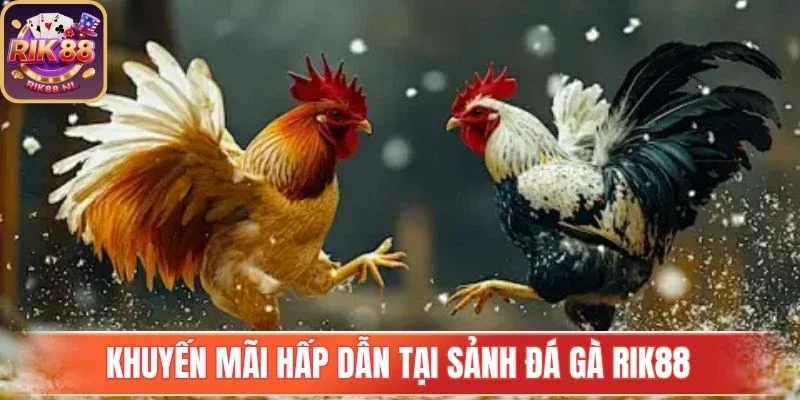 Khuyến mãi sôi động tại sảnh Đá Gà Rik88