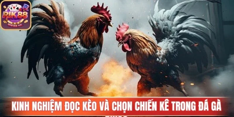 Kinh nghiệm chọn chiến kê trong Đá Gà Rik88